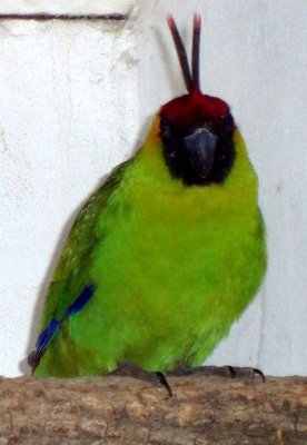 papoušek chocholatý